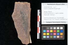 Foto (Objekt + Etikett) von Quercus palaeoilex Ettingshausen (NHMW-GEO-2024-0188-0748)